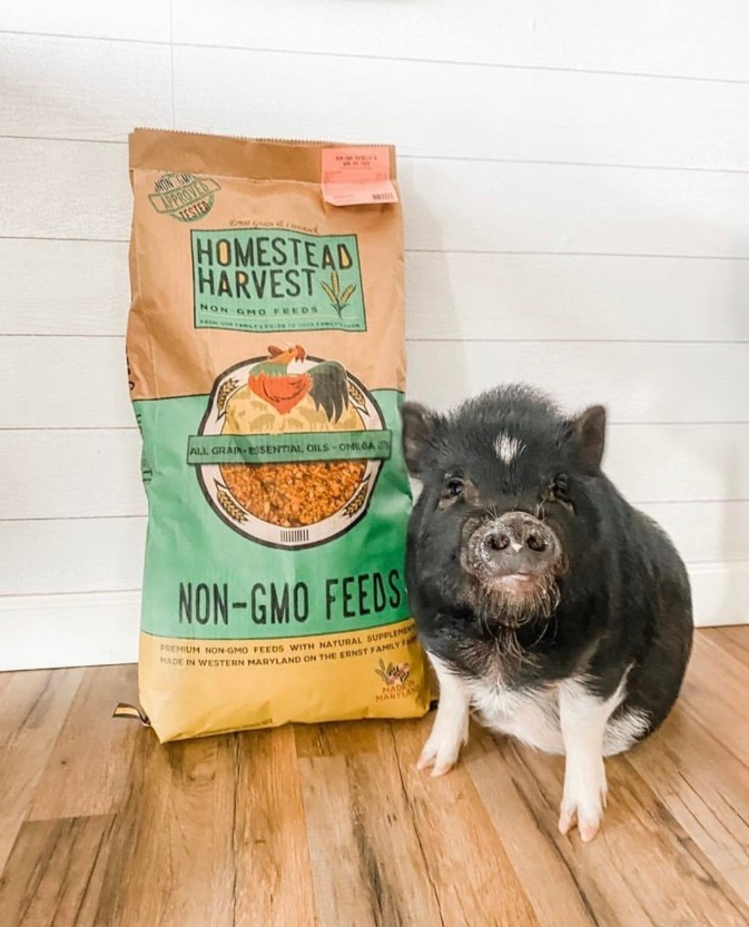 Mini pig feed outlet
